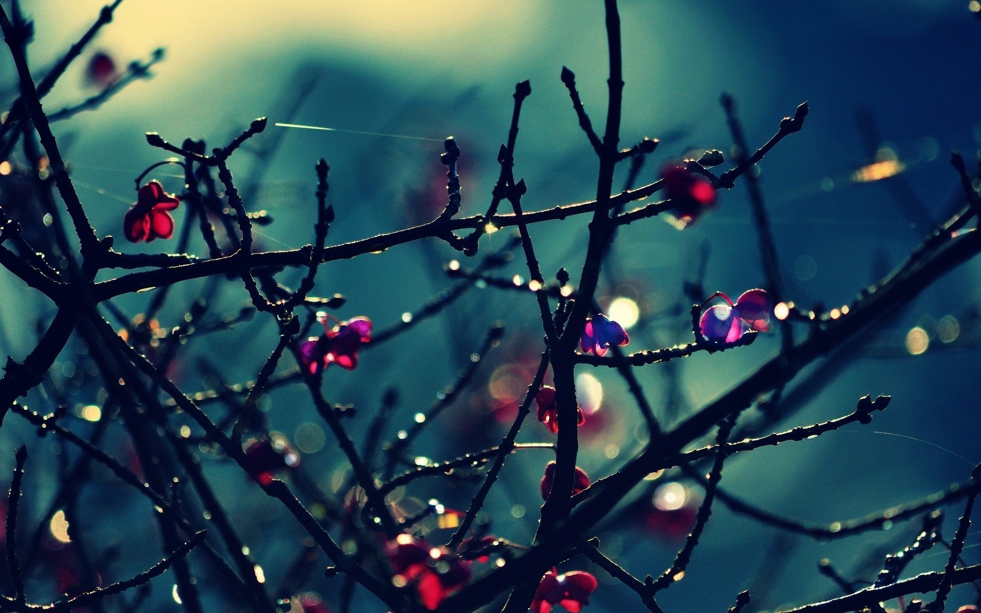 makro blumen bäume blätter zweige bokeh baum