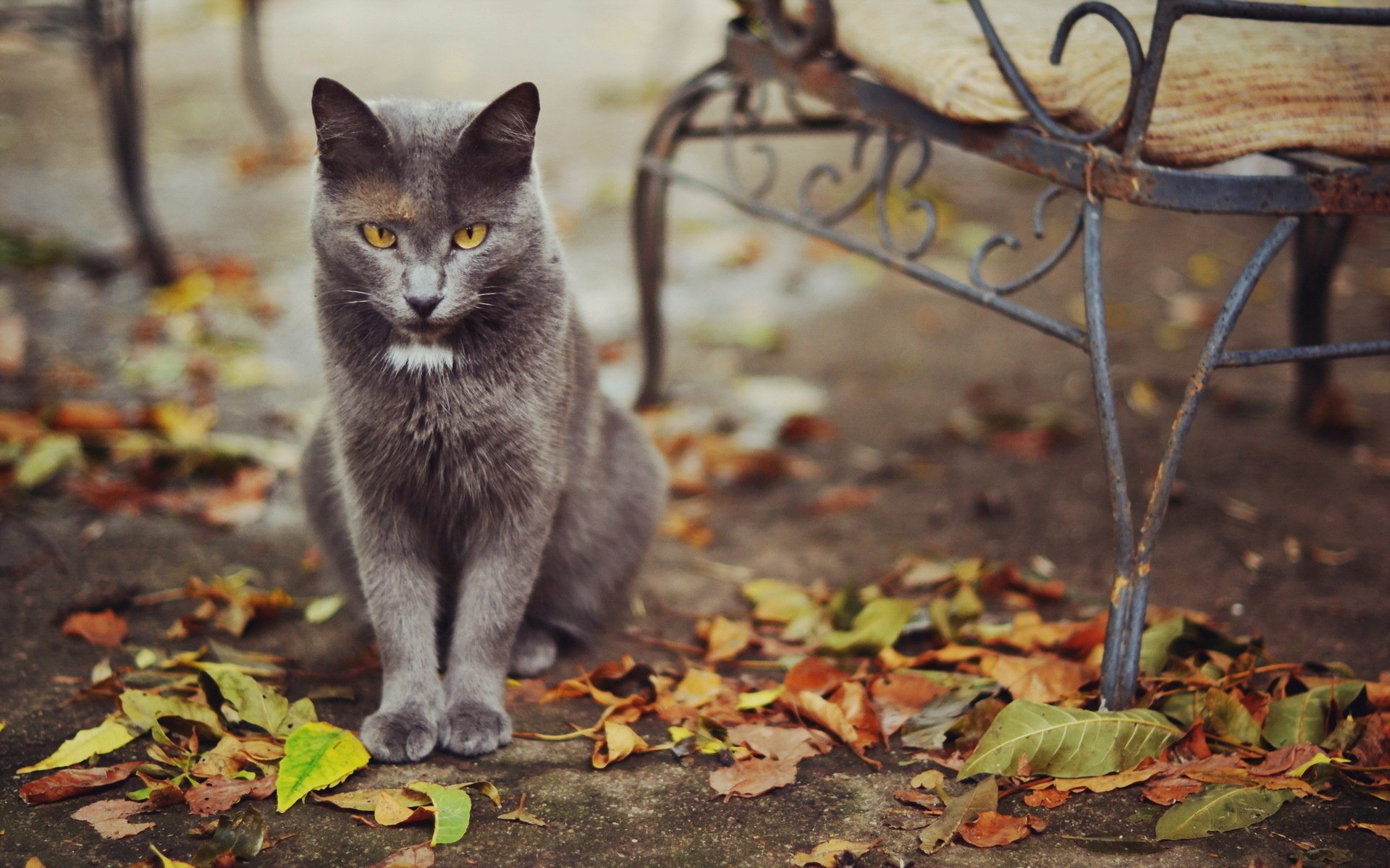 chat feuilles rue