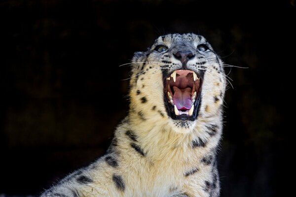 The angry grin of the snow leopard