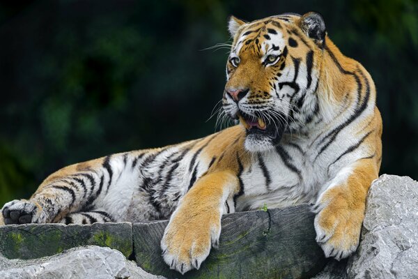 Bella tigre mostra sorriso