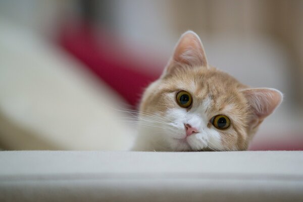 Peeping gato pelirroja cara