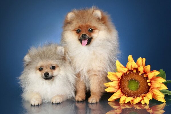 Two puppies a pomeranian and a sunflower