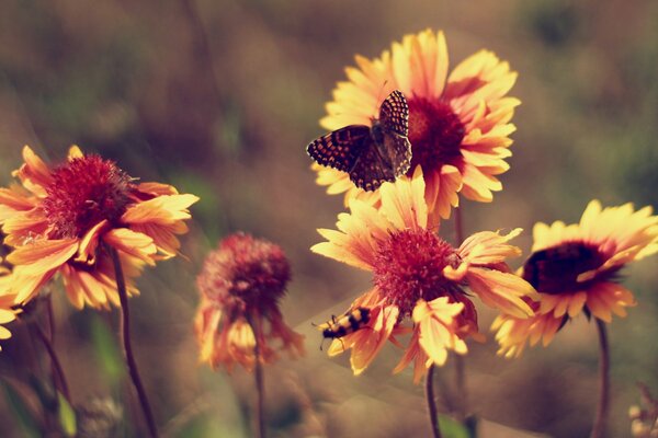 Vintage-Foto eines Schmetterlings auf Blumen