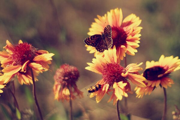 Foto de mariposa Vintage en flores