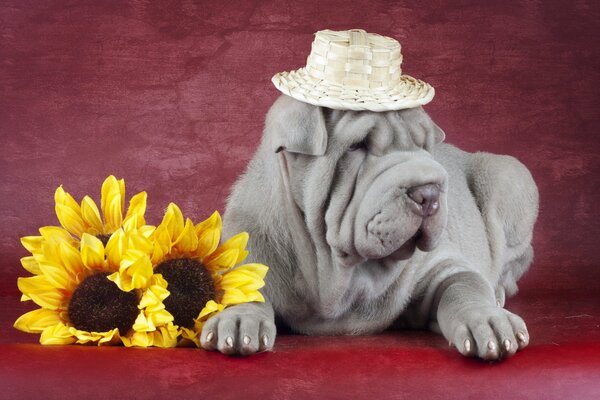 A dog with a hat and flowers on a red background