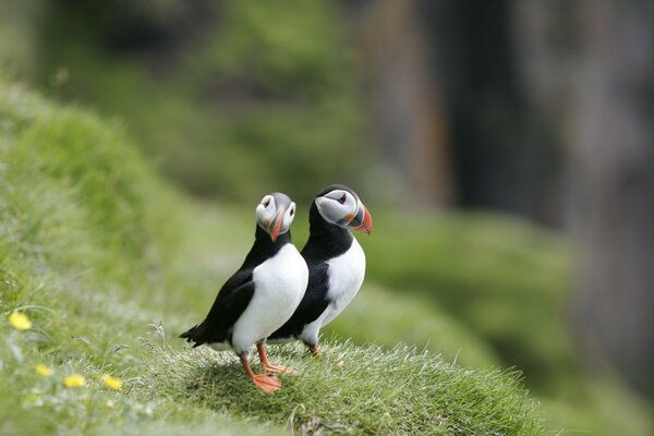 Couple d impasses sur l herbe verte