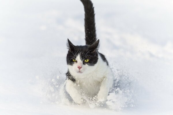 Il gatto corre sulla neve e si impantana in esso