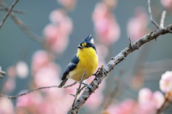 Ein kleiner gelber Vogel in einer blühenden Sakura