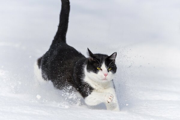 El gato corre por la nieve. Gato en la nieve