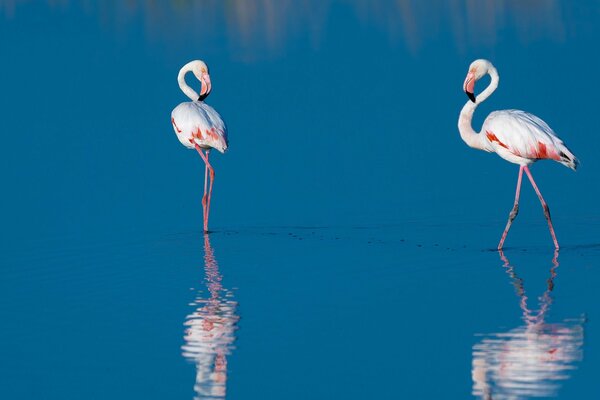 The blue surface of the lake reflects the fabulous flamingos