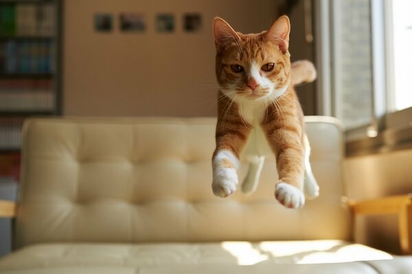 Saut courageux du chat roux