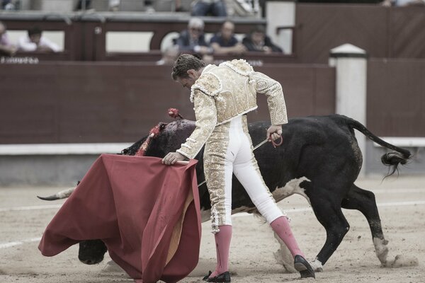 The matador with the saber froze in a graceful pose in front of the bull covering his eyes with a red cloth
