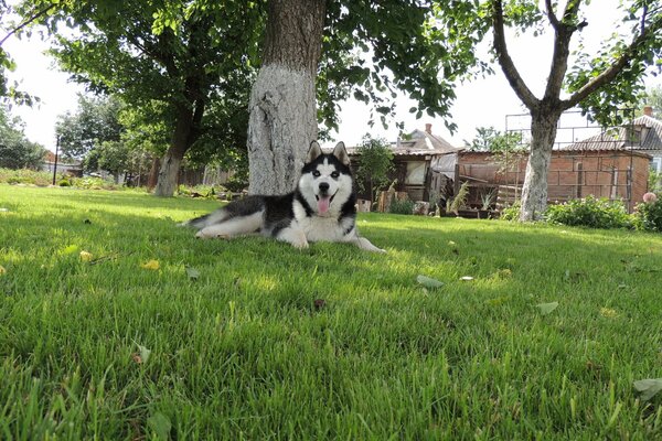 Husky sibérien dans la clairière verte