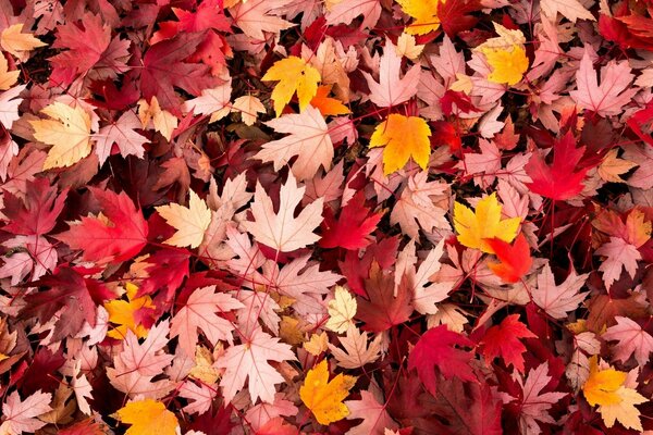 Autumn leaf fall with a multicolored carpet