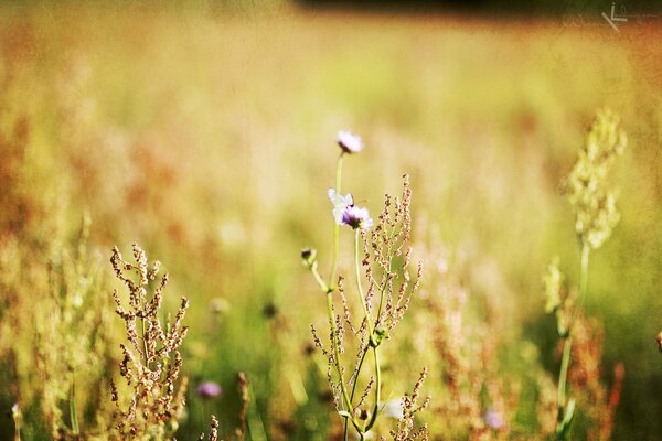 Schöne Blumen auf einem verschwommenen Feld