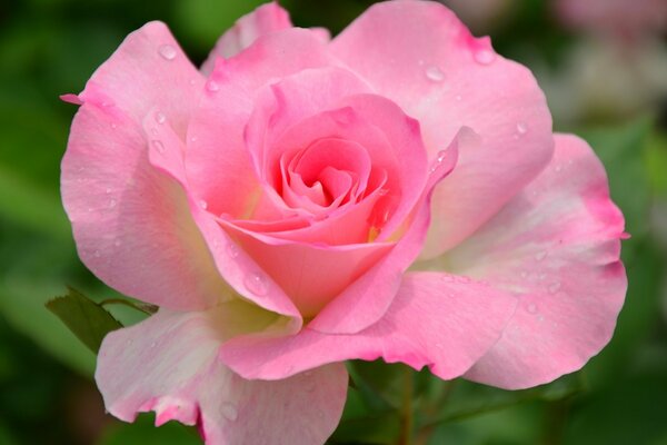 Różowa róża zbliżenie z kroplami rosy