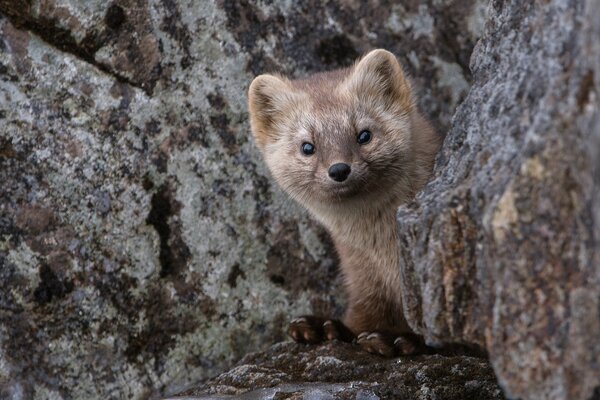 Soyol in Kamchatka hides behind a stone