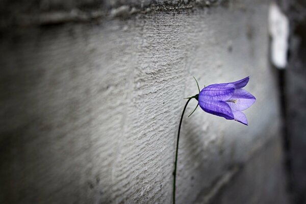 Fiore viola solitario su sfondo grigio