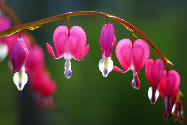 Las flores Rosadas son como un corazón llorón