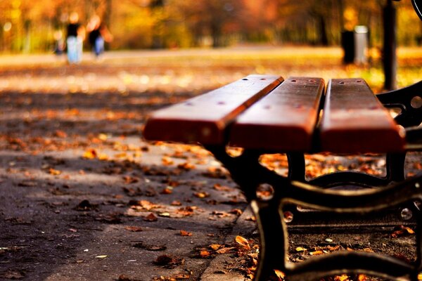 Banc dans le jardin d automne après la pluie