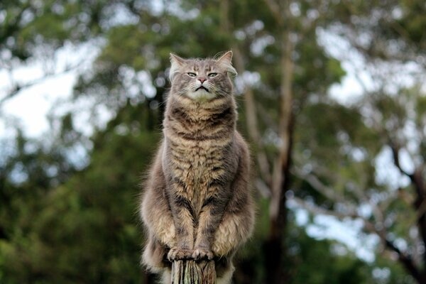 Un gato con una mirada segura se sienta en la cerca
