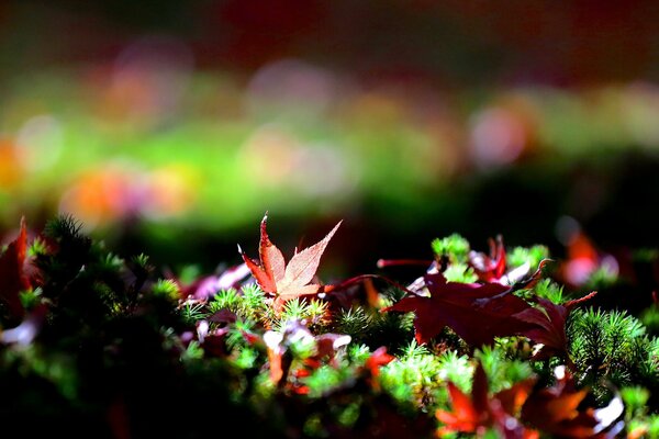 Red autumn leaves on fluffy grass