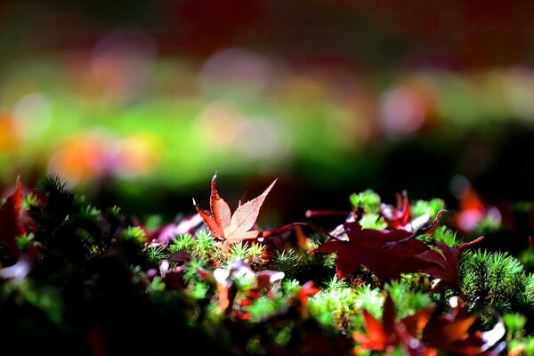 Czerwone jesienne liście na puszystej trawie