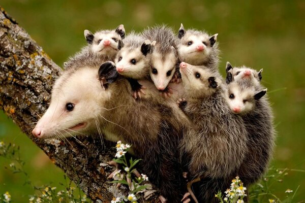 Eine Familie von Opossums am Baumstamm