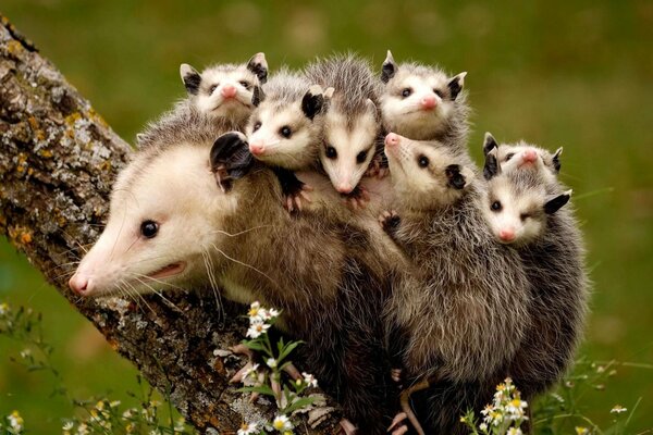 Famille des opossums sur un tronc d arbre