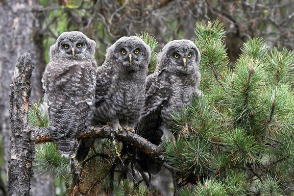 A trio of bearded owls on a pine branch