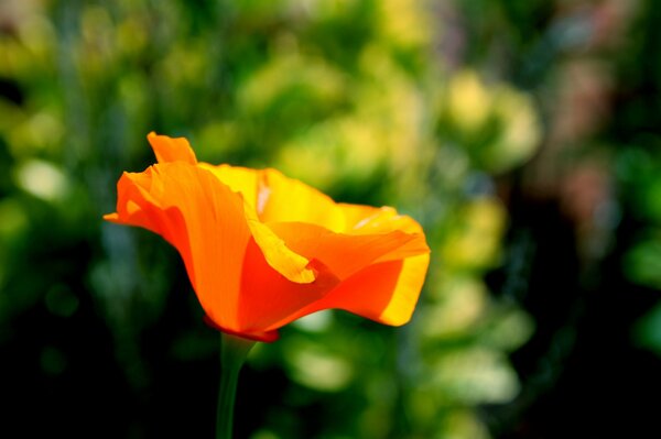 Bright orange flower on a blurry background