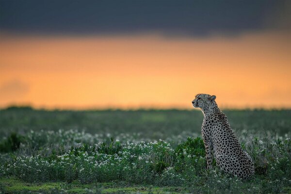 Der Gepard sitzt und schaut in die Ferne