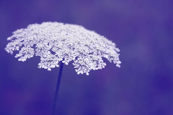 Macro photo of white flowers on a purple background