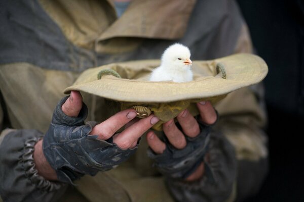 Hands holding a soldier s hat with a cap