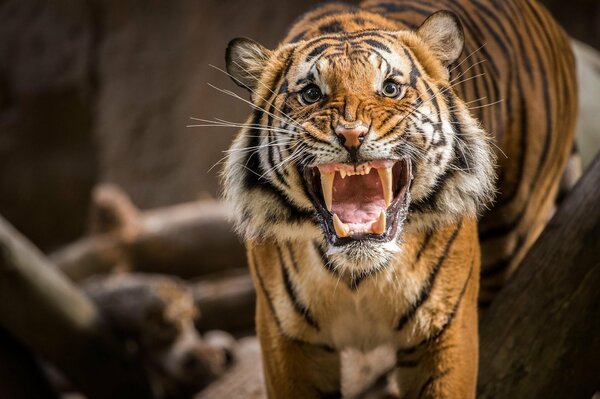 La sonrisa malvada del tigre. El tigre gruñe