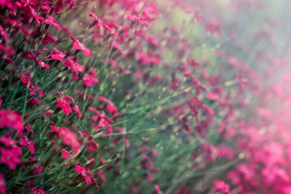 Unscharfer Hintergrund von rosa Blumen im Feld