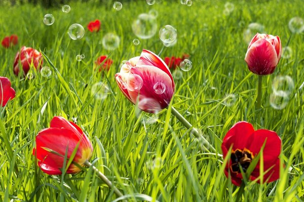 Green field with red tulips and bubbles