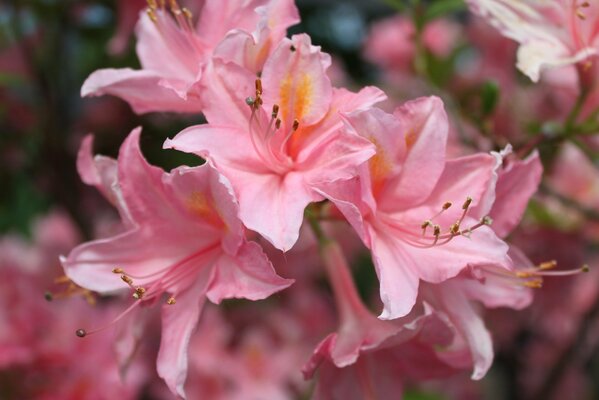 Розовые цветы лилии макро фото