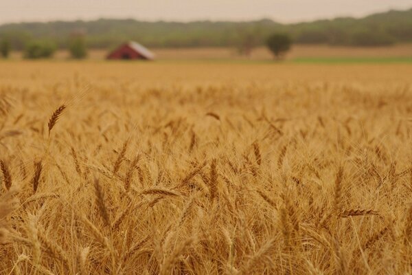 A wheat field with ears bent from the weight of the grains