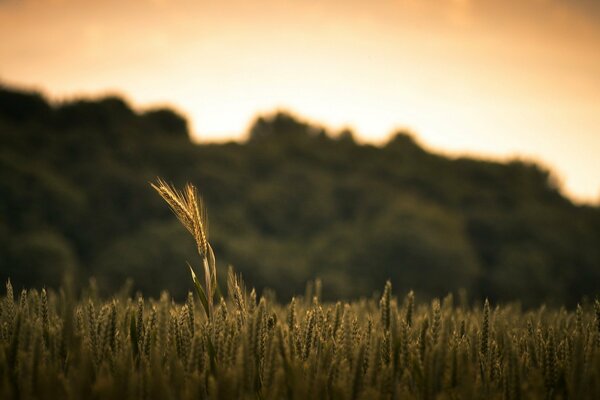Одинокий колосков пшеницы на поле