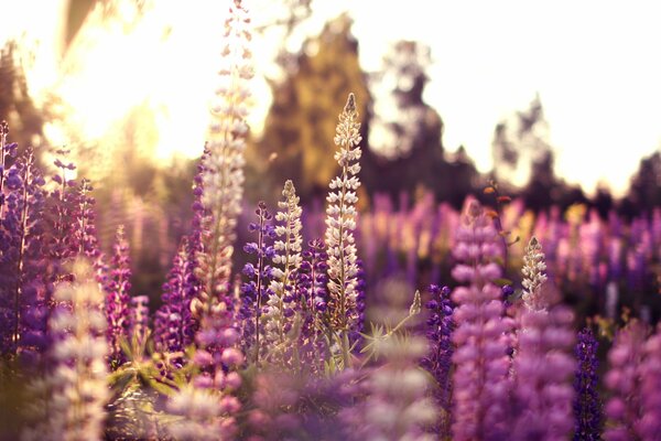 Summer photo of pink and lilac lupins