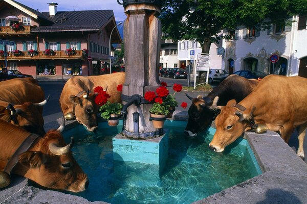 Watering Alpine cows from the fountain