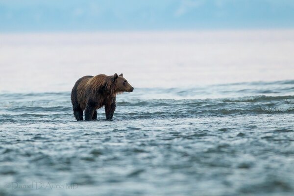 Orso e Passeggiata sul lago