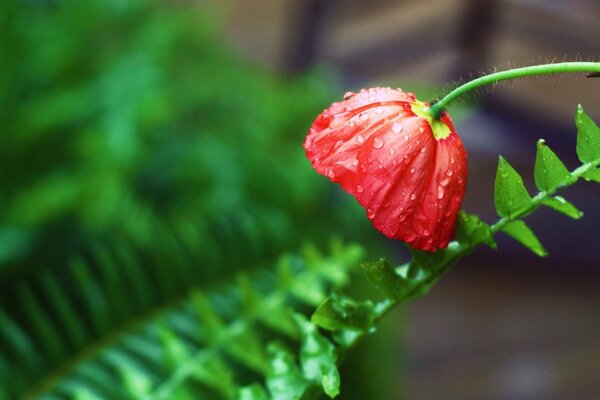 Gotas de rocío en una flor de amapola