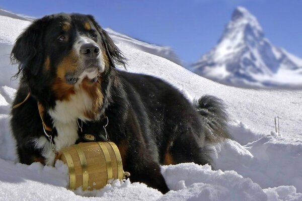 Berneński pies pasterski odpoczywa w śniegu w górach