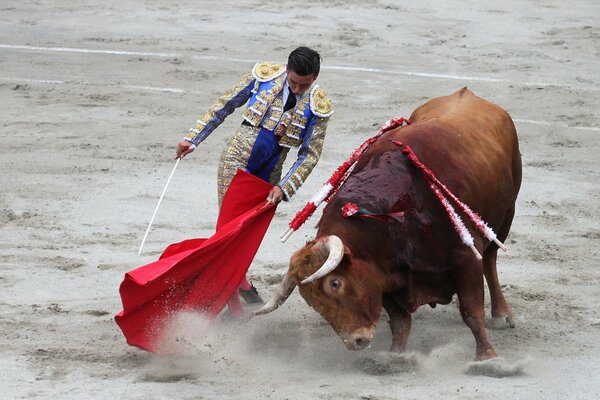 Image de corib avec maiador et Taureau