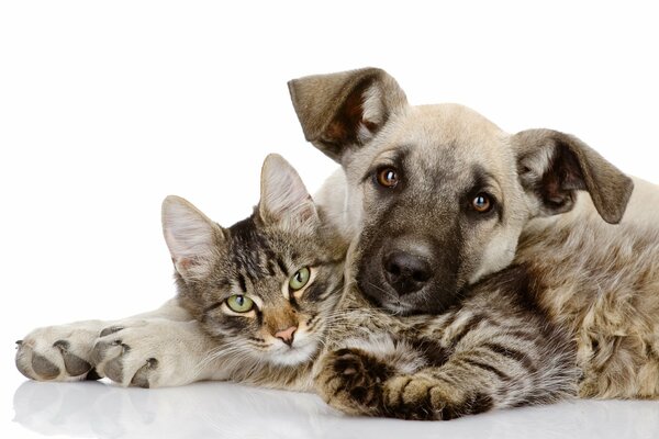 Cute photo of friends: kitten and puppy