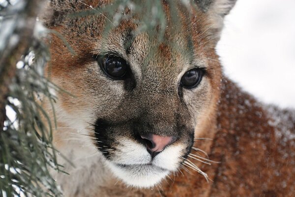 Bella foto di Cougar nel bosco