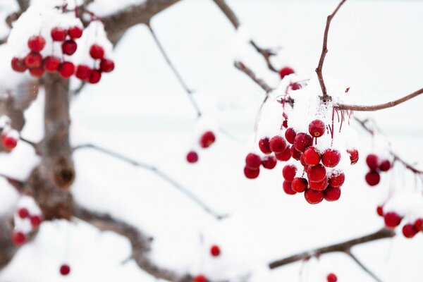 Bacche di sorbo coperte di neve