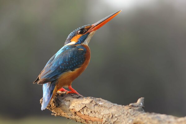 Ein schöner und ungewöhnlicher Vogel auf einem Ast